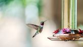 Hummingbirds staying in Kansas instead of migrating, expert says