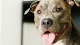 Pit Bull Trying to Sneak Stuffie Into Mom’s Luggage Is the Sweetest Thing