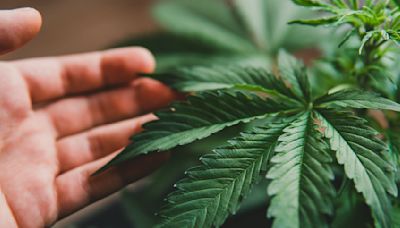 US moves to reclassify marijuana as low-risk drug, sparks surge in cannabis stocks | Invezz