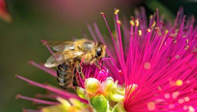 Real reason bees die after they sting you – it's more brutal than you think