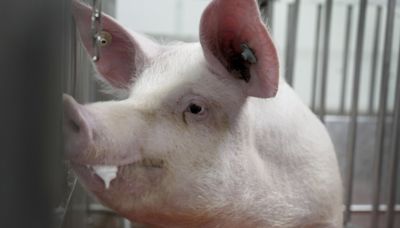Some of the world’s cleanest pigs, raised to grow kidneys and hearts for humans, are in Va. - WTOP News