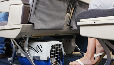 Experts share tips on protecting pets during flight emergencies