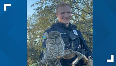 Pleasant Hill officer steps in to help residents, save baby owl injured during tornado
