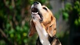 Trainer shares how to handle a dog’s excessive barking and improve communication