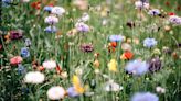 Wildflowers Adapting to Insect Apocalypse by Pollinating Themselves, Scientists Say