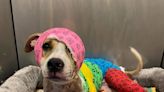 Tennessee Dog Set on Fire Receives Support from Around the World After Becoming a TikTok Star