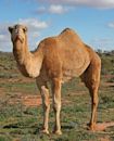 Camelus