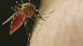 As summer rolls in, exterminator shares tips on how to prevent mosquitoes from infesting your home