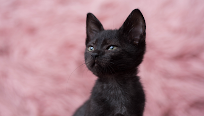 Tiny Black Kitten's Powerful Little Roar Goes Viral