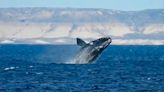 Puerto Madryn: le avisaron que había ballenas, corrió a la playa y filmó esta maravilla de la Patagonia