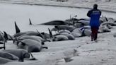Whole pod of 77 whales dead and washed up on beach in larges
