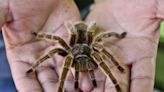 Watch: Tarantula found hiding in a hole at this Sedona, Arizona golf course