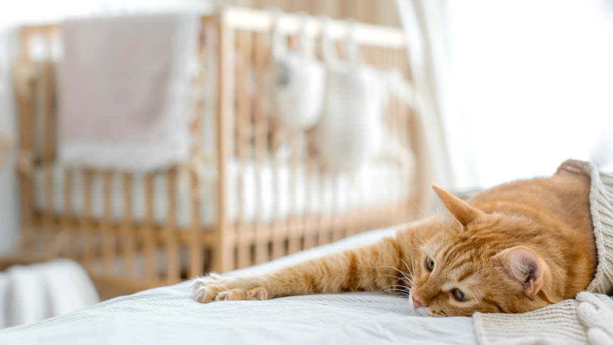 Expectant Mom Finds Cat Has 'Claimed' Her Baby Things and It's Too Cute