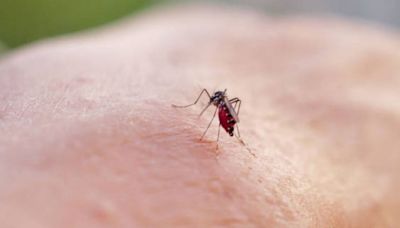 Urgent warning as mosquitos carrying deadly ‘bone-breaking’ disease arrive in UK