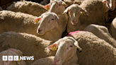 Greece imposes restrictions to tackle 'goat plague'