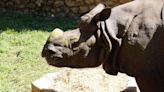 El rinoceronte indio llegado desde Polonia ya está en el Zoo de Córdoba