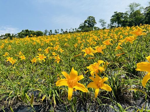 東勢林場金針花5月盛開 歡迎陪媽媽來踏青賞螢～母親節有好康喔！ | 蕃新聞