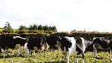 New study launches following the discovery of a second case of avian influenza spreading from cows to humans