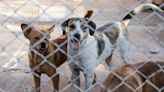 Centro de Saúde Animal de Apucarana completa três anos | TNOnline