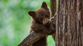 Bear cubs don’t need your help. Safety tips for bear encounters in the state of Georgia