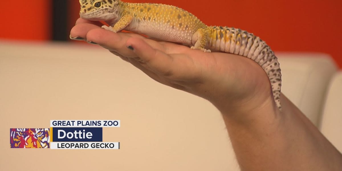 Wild Wednesday: Dottie the leopard gecko