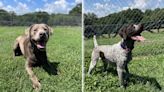 Two K-9s join force at Lincoln County Sheriff’s Office