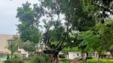 Talan ramas a árbol en Plaza de Armas tras reportes ciudadanos