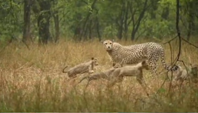 Caught On Cam: Cheetah 'Gamini' And Her 5 Cubs Delight In Rain At Kuno National Park