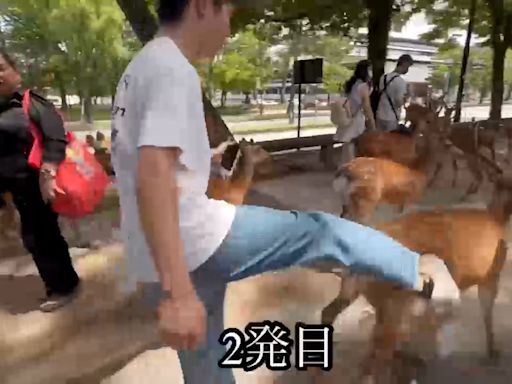 【41J肉聲】男惡意狠踢毆打奈良鹿 日網友指控：是中國遊客