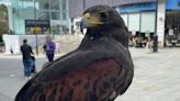 Falconer brought in to stop seagulls attacking shoppers got rude awakening