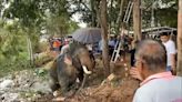 Villagers cheer as trapped elephant climbs out of mud pit in Thailand