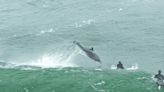 Big Bottlenose Dolphin Launches Out of Wave Landing Right In Front of Surfer (Clip)
