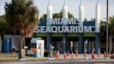 Miami Seaquarium reacciona a la orden de desalojo emitida por presuntas irregularidades