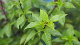 My beginner-friendly tips for growing Thai basil will give you a bumper crop of aromatic leaves