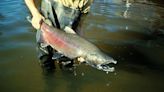 Scientists confine, study Chinook at restored Snoqualmie River habitat