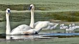 Sunriver Nature Center home to 5 new baby trumpeter swans