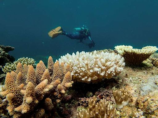 La Gran Barrera de Coral Australiana está en peligro por blanqueamiento masivo