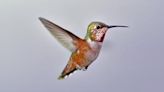 New research reveals hummingbirds’ remarkable sense of touch | FOX 28 Spokane