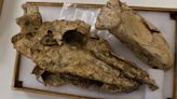 Huge breakthrough as rare skull of 50,000-year-old extinct bird discovered