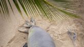 Hawaiian monk seal, Kaiwi, has done it again–gives birth at Kaimana Beach