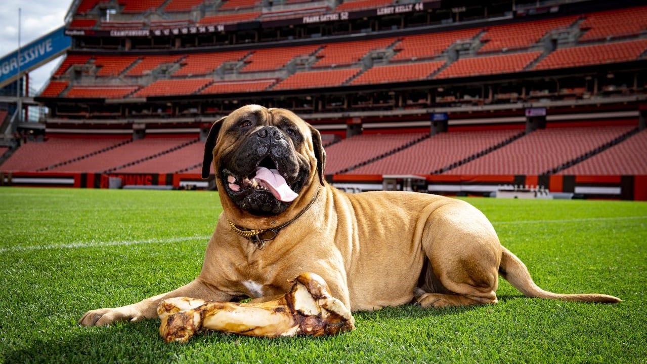 Cleveland Browns announce the passing of team mascot Swagger Jr.