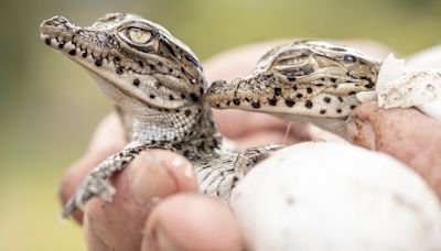 Conservation slowing biodiversity loss, scientists say