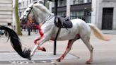 Rush hour chaos in London as 5 military horses run amok after getting spooked during exercise