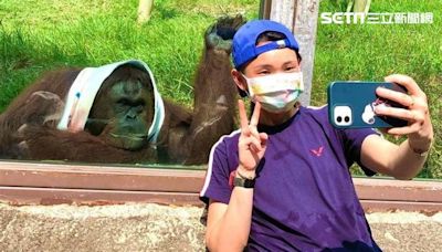 哭著說再見！壽山動物園紅毛猩猩「咪咪」過世...生前圈粉球后戴資穎
