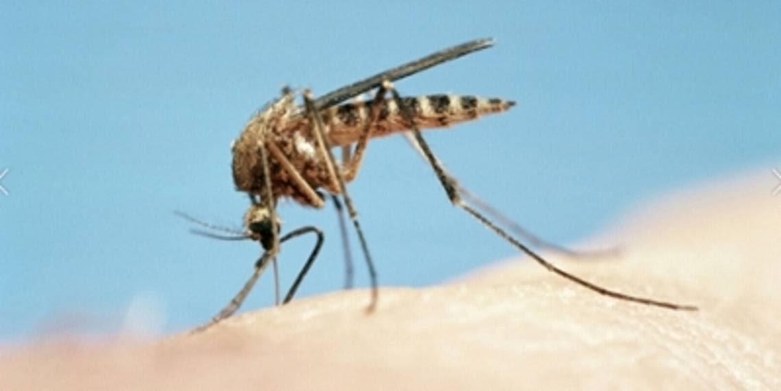 Are MS mosquitoes biting you? Here’s the scientific reason you’re bitten more than others
