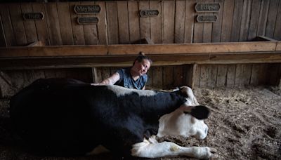 Want to hug a cow? How a Tennessee farm is healing both animals and people