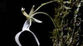 'Iconic' Ghost Orchid Considered for Federal Protections as Population Dwindles Amid Climate Change