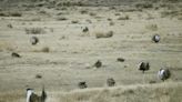 Sage grouse management plan draws controversy over western high plains