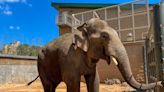 Houston Zoo receives large, new attraction in elephant named Chuck