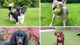 Darlington's Dogs Trust: 6 dogs looking for a forever home this month